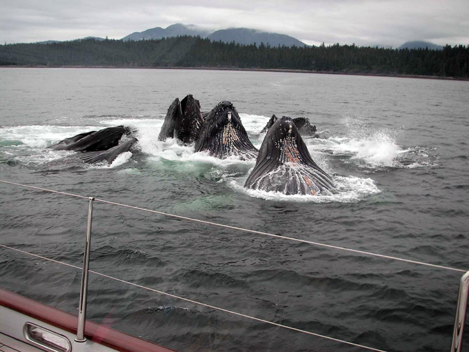 Whales in Alaska Whales in Alaska
