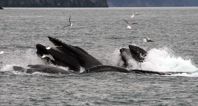 Whales Bubblefeeding Whales Bubblefeeding