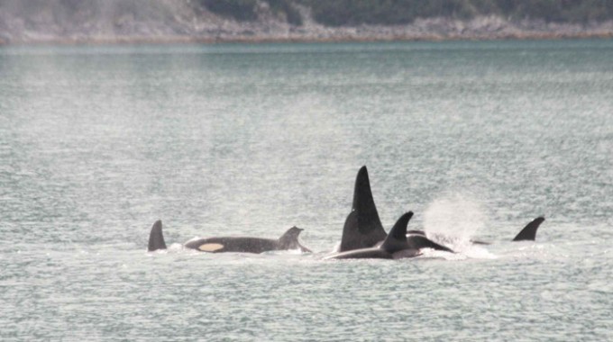 Killer Whales Killer Whales