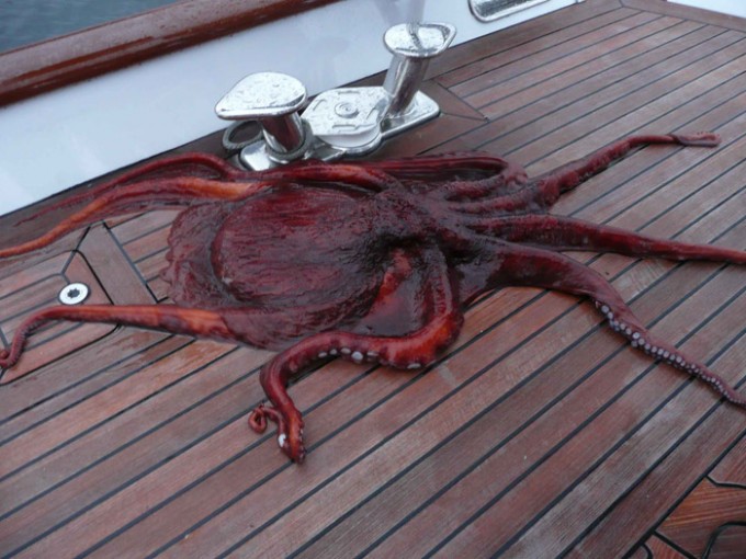 Octopus Octopus