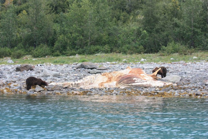 Whale carcass Whale carcass