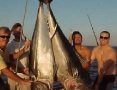 Two Bluefin tuna caught off the coast of Tunisia.