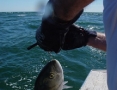 Blue fishing in Nantucket