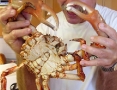 Crabs in San Blas