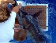 Blue Marlin being released.