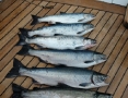 Silver Salmon from Alaska