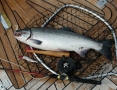 Silver Salmon caught with a flyrod from the aft deck. Alaska 