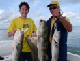 Striped Bass and Blue Fish, Nantucket 