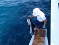 Striped Marlin. Off the coast of Cabo San Lucas