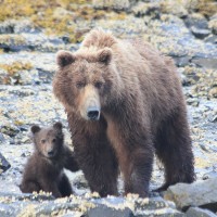 Grizzlies