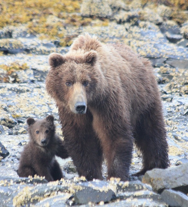 Grizzlies