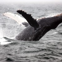 Humpback Breaching