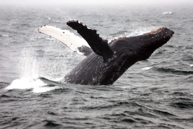 Humpback Breaching