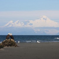 Bald Eagles