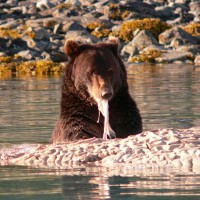 Bear feeding at carcass