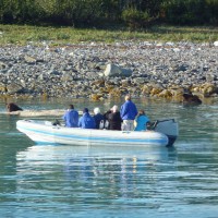Bear watching at the carcass