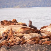 Sea Lions