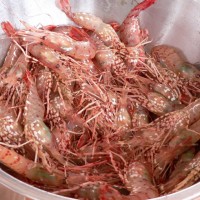 Shrimp!
